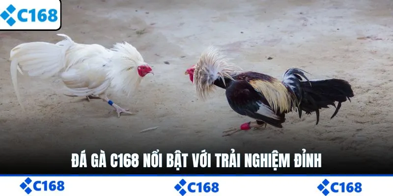 Đá gà C168 nổi bật với trải nghiệm đỉnh